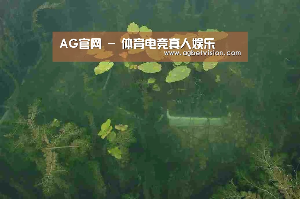 案例展示三